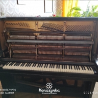 Transport pianin to nasz "konik"